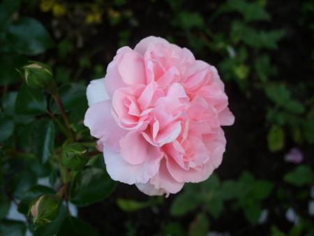 gallery_5307_2392_42105.jpg
