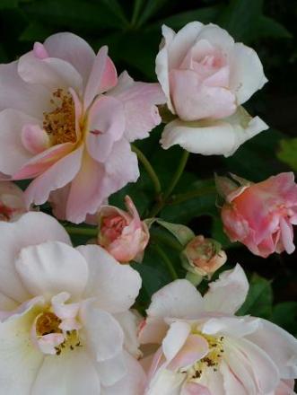 gallery_5307_2392_57616.jpg