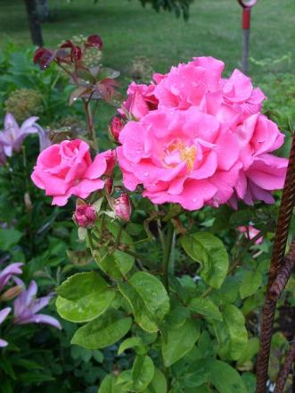 gallery_5307_2392_95922.jpg