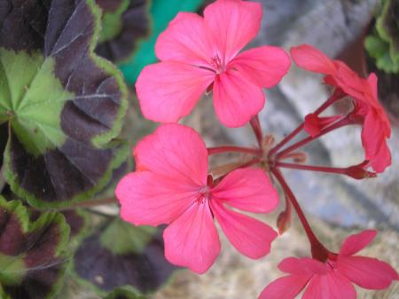 gallery_5783_2425_20869.jpg