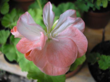 gallery_5783_2425_5550.jpg