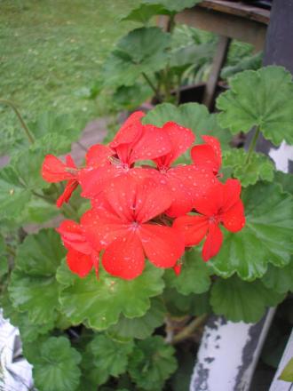 gallery_5783_2425_60011.jpg