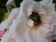 tn_gallery_5307_2392_48166.jpg