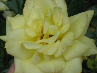 gallery_4383_2732_24450.jpg