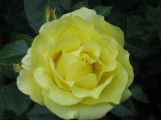 gallery_4383_2732_24846.jpg