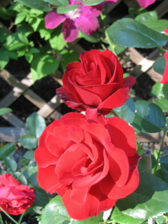 gallery_4383_2732_58390.jpg