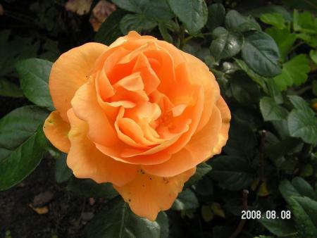 gallery_1786_2574_44251.jpg
