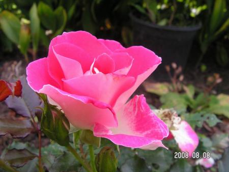gallery_1786_2574_68562.jpg