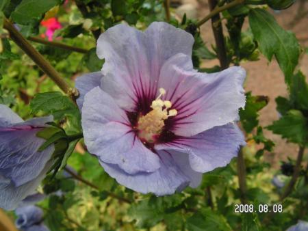 gallery_1786_950_40703.jpg