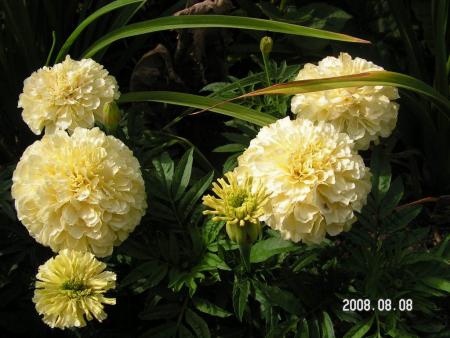 gallery_1786_950_51704.jpg