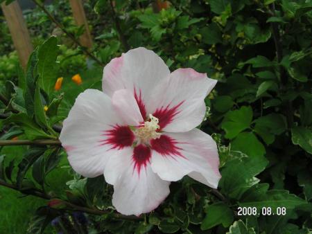 gallery_1786_950_96744.jpg