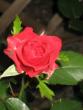 tn_gallery_4383_2732_37035.jpg