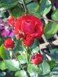 tn_gallery_4383_2732_46321.jpg
