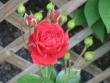 tn_gallery_4383_2732_5300.jpg