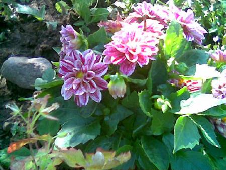 gallery_2460_1501_80001.jpg