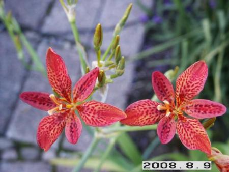 gallery_5956_1861_28906.jpg