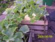 tn_gallery_14342_2726_39793.jpg