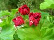 tn_gallery_352_2076_67258.jpg