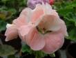 tn_gallery_352_2076_9333.jpg