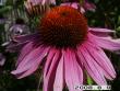 tn_gallery_5956_1861_26604.jpg