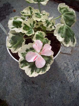gallery_9596_2456_23567.jpg