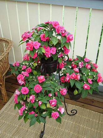 gallery_13447_1715_123928.jpg