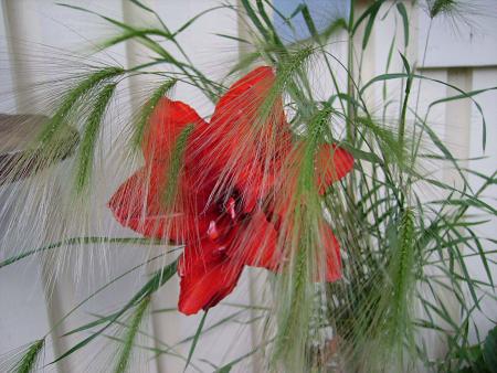 gallery_13447_1715_232489.jpg