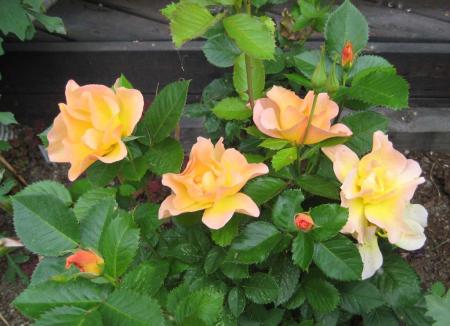 gallery_14_227_34308.jpg