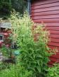 tn_gallery_14_178_142129.jpg