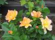 tn_gallery_14_227_34308.jpg