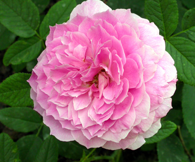 gallery_276_1247_14727.jpg