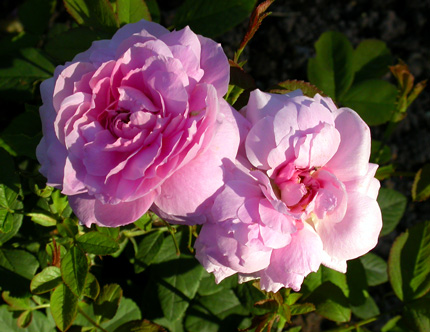 gallery_276_1247_17233.jpg