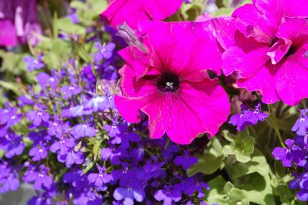 gallery_16072_2748_89090.jpg