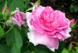 tn_gallery_276_1247_35791.jpg
