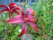 tn_gallery_72_1784_42956.jpg