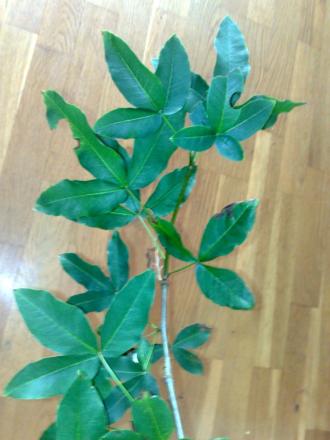 gallery_18246_2750_114978.jpg