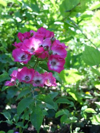 gallery_5307_2392_12368.jpg