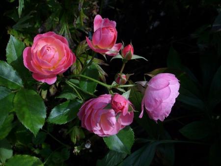 gallery_5307_2392_67523.jpg