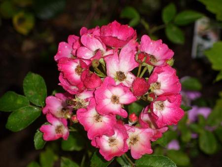 gallery_5307_2392_77272.jpg