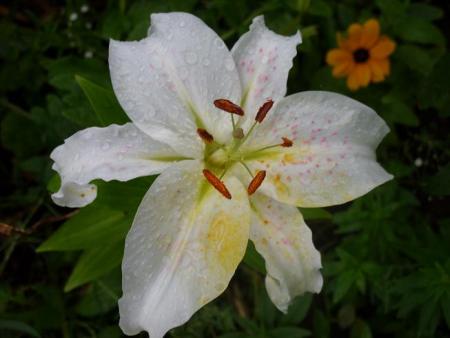 gallery_5307_536_61853.jpg