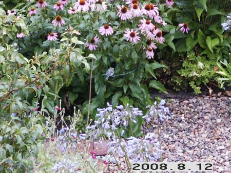 gallery_5956_2442_45705.jpg
