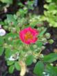 tn_gallery_5307_2392_44247.jpg