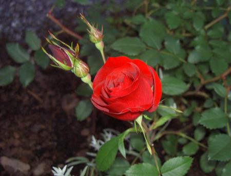 gallery_8514_2668_33630.jpg