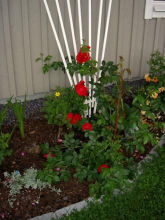 gallery_8514_2668_54153.jpg