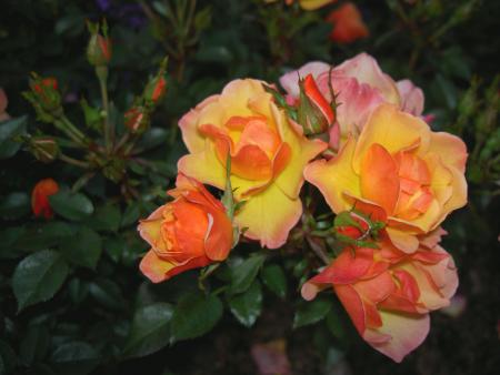 gallery_8514_2668_65832.jpg