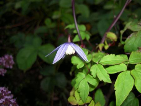 gallery_8514_2672_47480.jpg