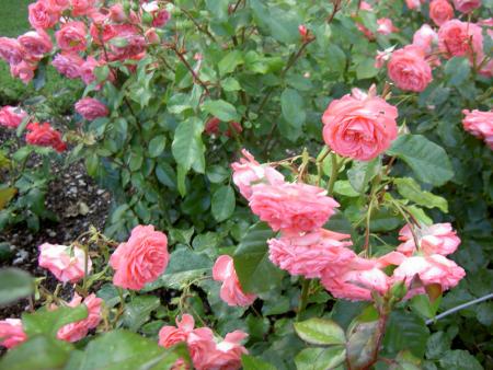 gallery_8514_2764_117143.jpg