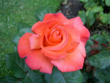 gallery_8514_2764_135426.jpg