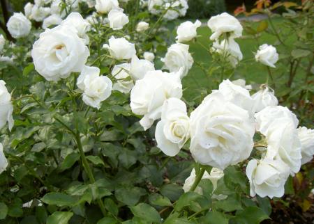 gallery_8514_2764_158666.jpg