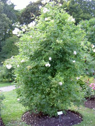 gallery_8514_2764_316624.jpg